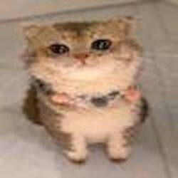 ChatGPT Cat (YARNCAT)