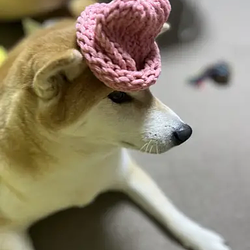 dogwifhat2 (WIF2)