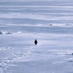 penguin