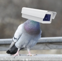 Pigeon Tech [OLD] (GOVAI)
