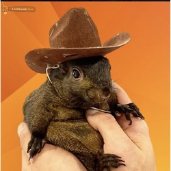 Pnut the Squirrel (PNUT)