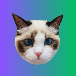 Taylor Swift's Cat Benji (BENJI)
