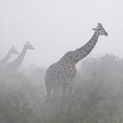 The Giraffes (GIRAFFES)