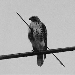 The Hawk (UNBROKEN)