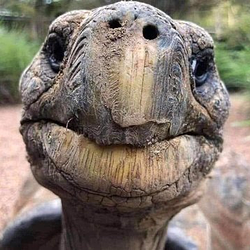 WORLDS OLDEST ANIMAL (JONATHAN)